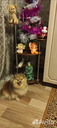 Щенок Шпица девочки