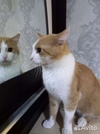 Кошки в добрые руки