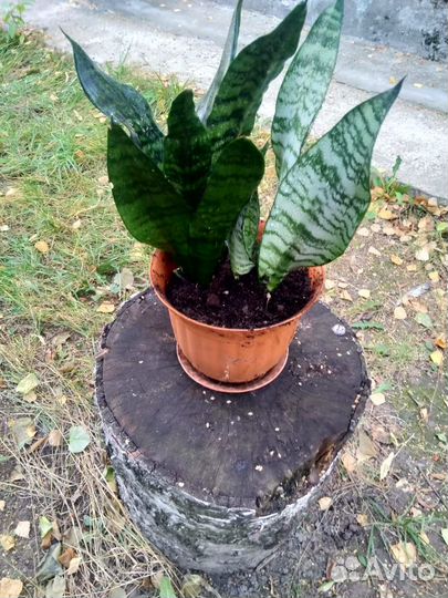 Сансевиерия (Тещин язык) Отдам бесплатно