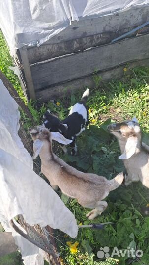 Нубийские коза козлята