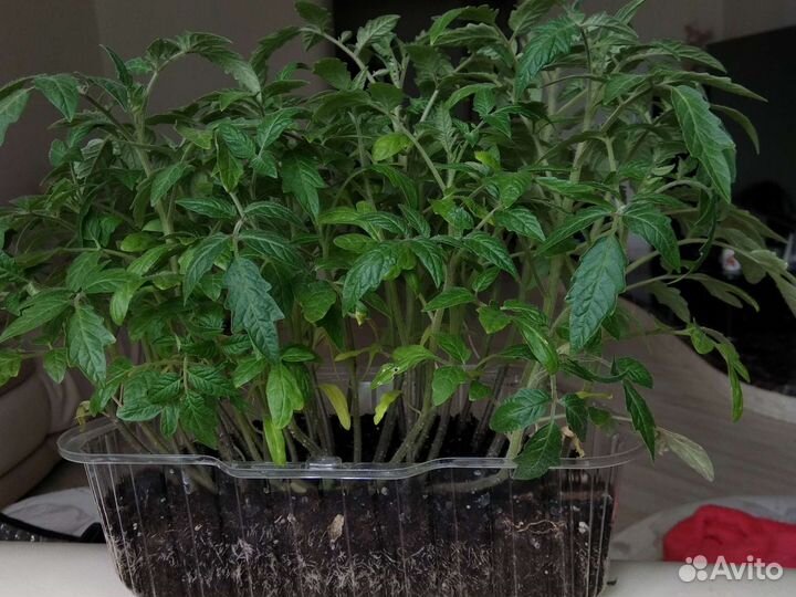 Рассада помидоров томатов