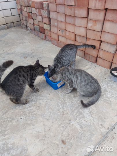 Котята в добрые руки мальчики