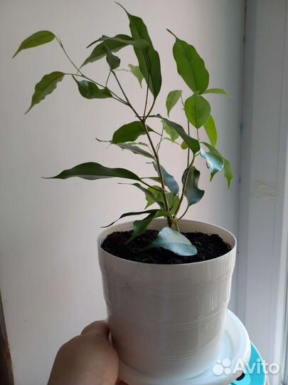 Фикус бенджамина