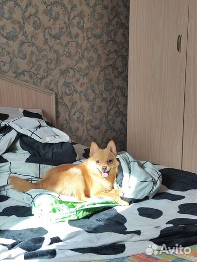 Щенок, чихошпиц