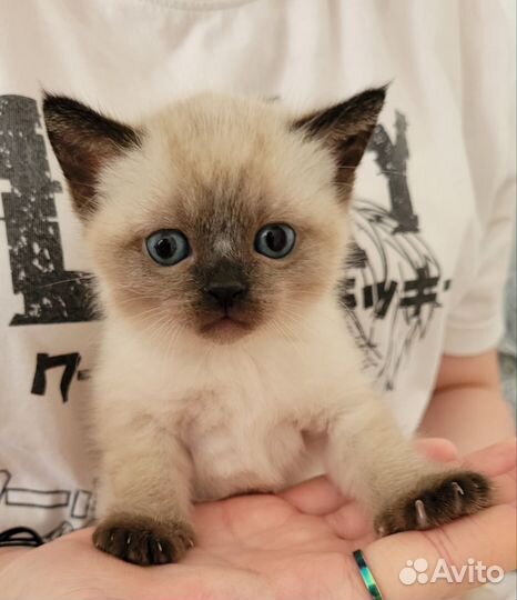 Тайские котята
