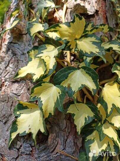 Плющ Хедера Голд Харт