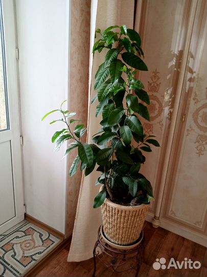 Лимонное дерево привитое