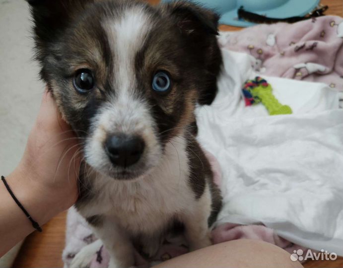 Передержка животных-Зооняня