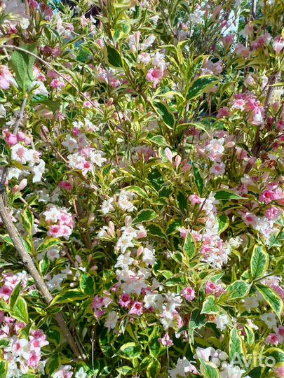 Садовые кустарники и растения