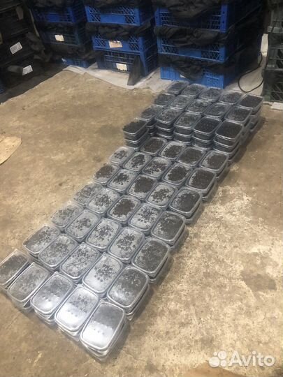 Червь Дендробена Венета