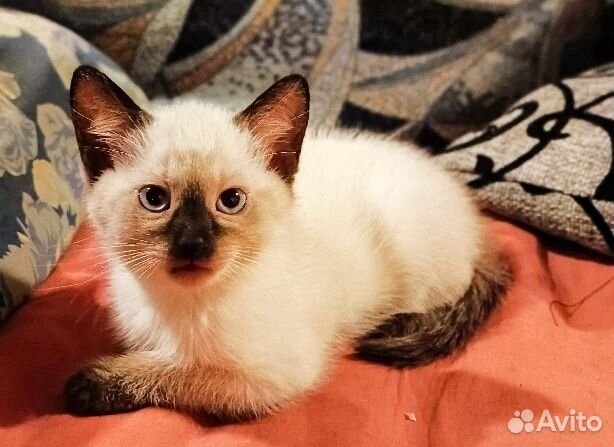 Тайские котята