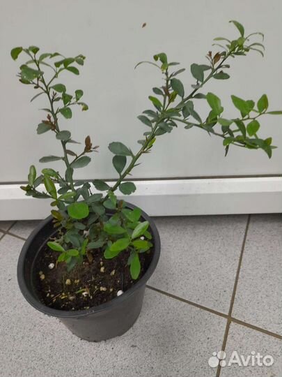 Микроцитрусы или пальчиковые лаймы