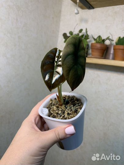 Алоказия купрея медная