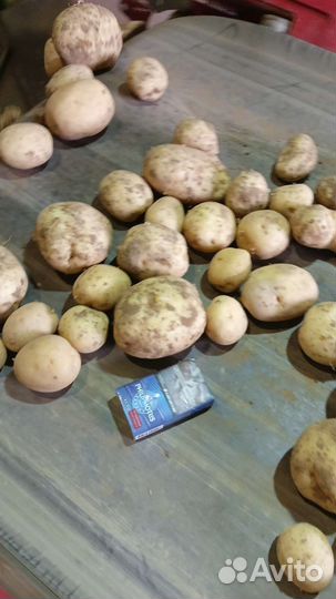 Продам картофель Коломбо