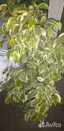 Фикус бенджамина пестролистный