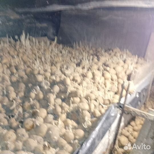 Продам картофель