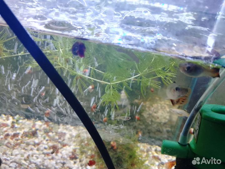 Гуппи ассорти