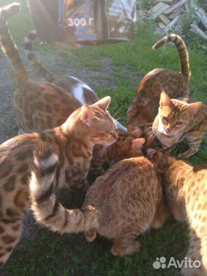 Бенгальская кошка бесплатно