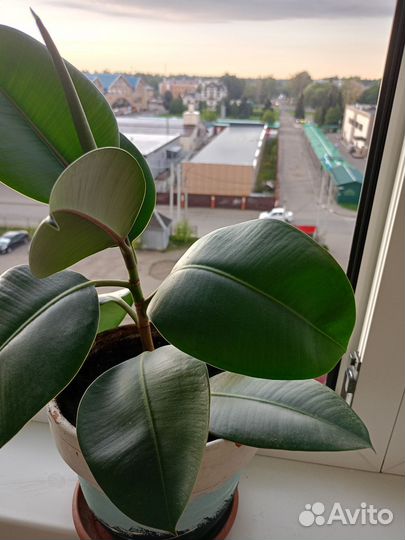 Фикус, диффенбахия