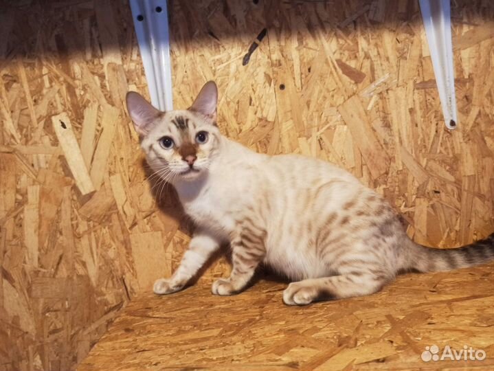 Бенгальский котик