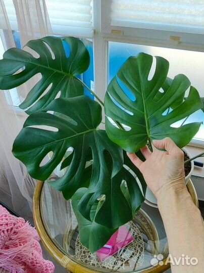Монстера Deliciosa (Монстера Деликатесная)