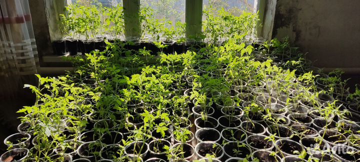 Рассада помидор