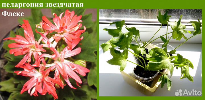 Комнатные растения