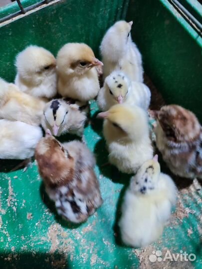 Курица с цыплятами бентамка