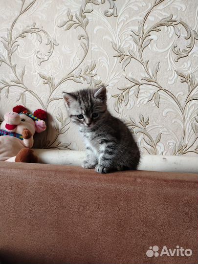 Кошка в дар бесплатно