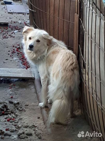 Красивый пёс потерял хозяина