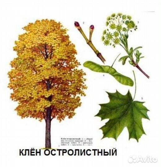 Клён европейский