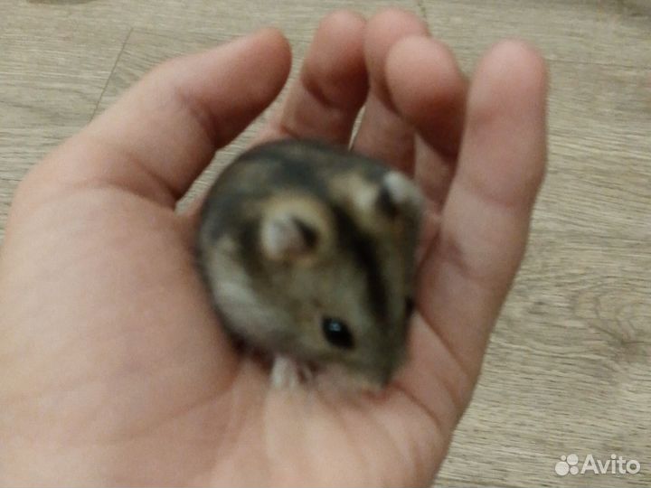 Продам джунгарских Хомяков