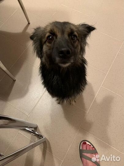 Собачка Аделька в добрые руки