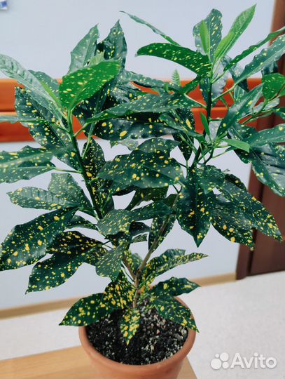 Кротон Голд Даст (Золотая пыль)