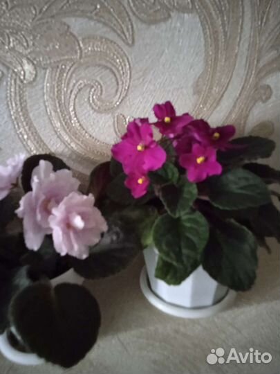 Сортовые фиалки