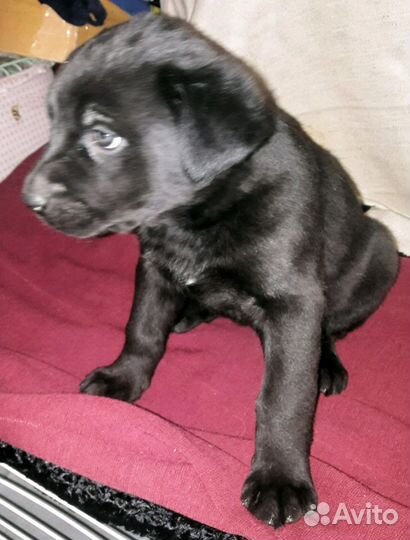 Малыши в дар