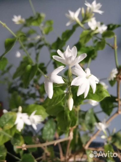 Продам цветы комнатные