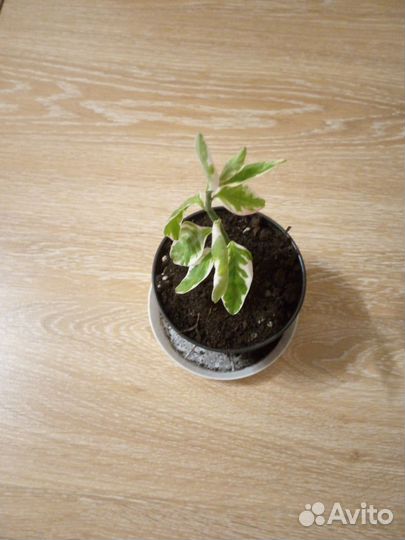 Комнатные растения