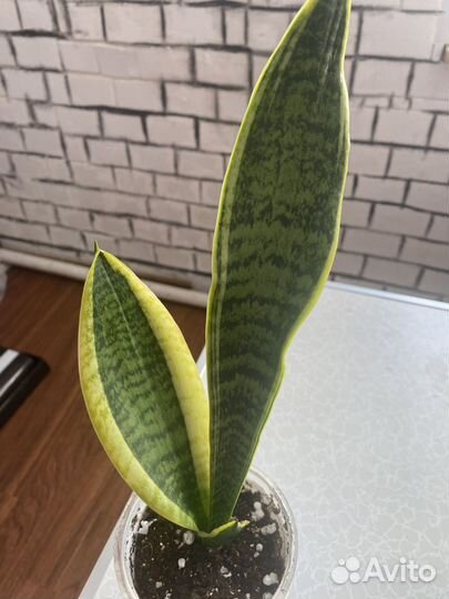 Сансевиерия