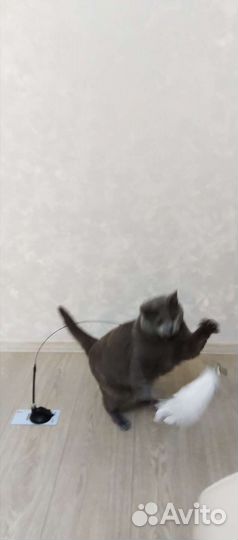 Игрушка для кошек с бубенчиком на присоске