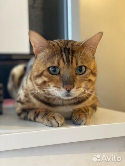 Бенгальский кот