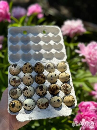 Перепела несушки и самцы подрощенные. Несутся