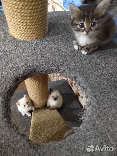 Котята в добрые руки бесплатно мальчик