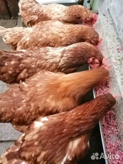 Куры несушки