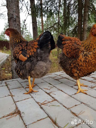 Инкубационное яйцо Виандот