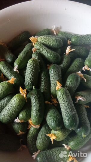 Огурцы и зелень