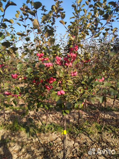 Саженцы плодово - ягодных и декоративных культур