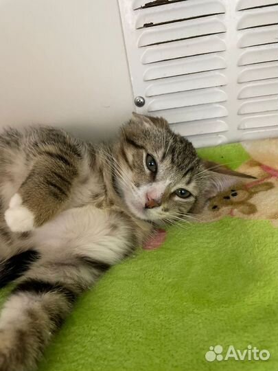 Котёнок 3 мес мальчик