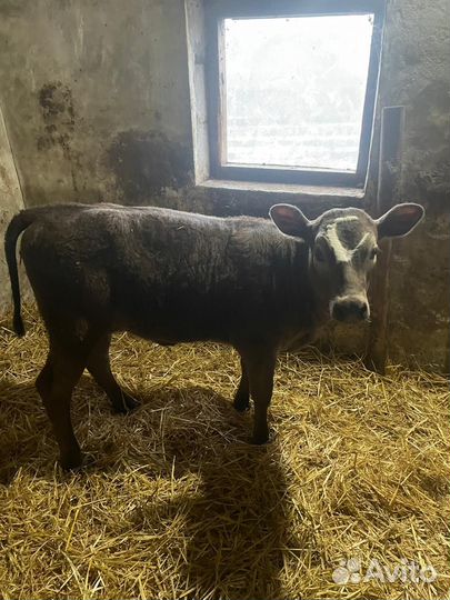 Телки джерси