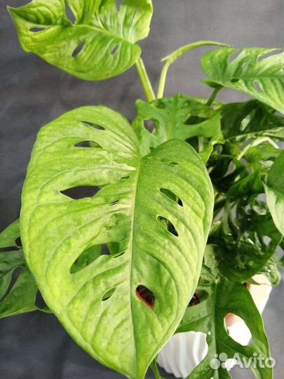Монстера Комнатные растения Доставка растений